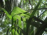 Crossing Fronds