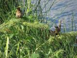 Two Mockingbirds