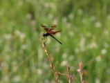 Merritt Island Dragonfly