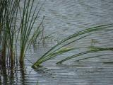 Angled Reeds