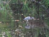 Heron in a Canal