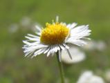 Daisy in Focus