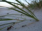 Beach Grasses