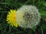 Dandelion Phases