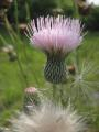 Thistle and Seeds