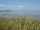 Spray of Waterfront Grasses