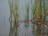 Water Grasses