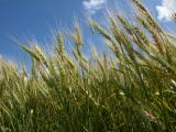 Wheat Stalks