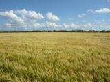 Field and Clouds