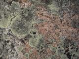 Lichens on Granite