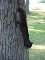 Vertical Squirrel