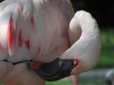 Grooming Flamingo