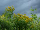 Golden Flowers, Silver Sky