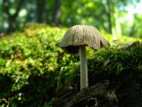 Castle Park Mushroom