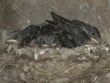 Baby Swallows