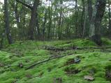 Carpet of Moss