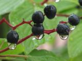 Five Berries and Waterdrops