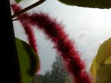 Rainforest Flower