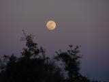 Tropical Moonrise