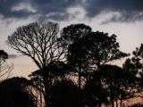 Florida Canopy