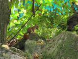 Red Squirrel with Acorn
