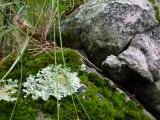 Boulder Ecosystem