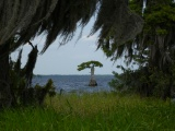 Curtains of Spanish Moss