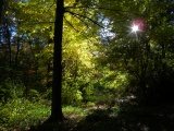 Tree and Sun