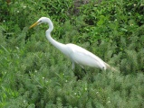 Waterbird on Land