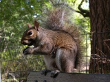 City Squirrel