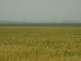 Field of Ripe Grain