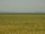 Field of Ripe Grain