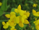 Birds Foot Trefoil