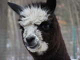 Lanoche the Alpaca