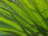 Palmetto Detail