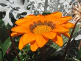 Orange Flower