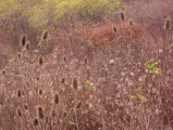 November Meadow