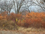 Pennsylvania Brush