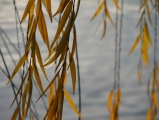 Strands of Yellow Leaves