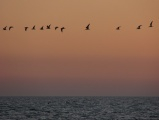 Line of Birds