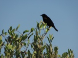 Red-Winged Blackbird