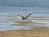 Heron Wingspan