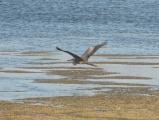 Heron Wingspan