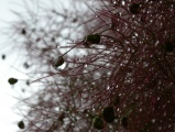 Waterdrops on a Fuzzy Plant