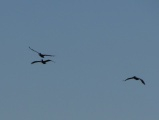 Three Pelicans