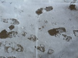 Footprints and Bird Tracks