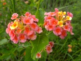 Sherbert Flowerlets