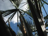 Fronds Above