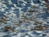 Textures in Snow and Grass