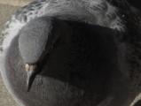 Stern Pigeon